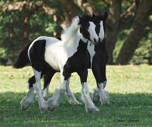 Sharing some grass. Sharing some grass.
