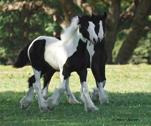 Sharing some grass.