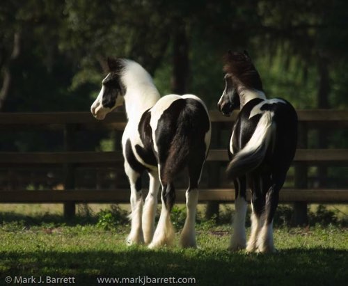 Nice butts!