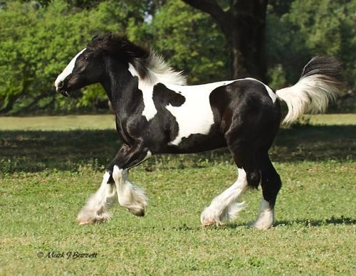 Great markings!