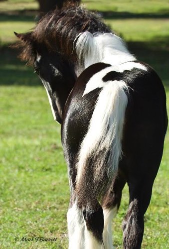A fun butt. A fun butt.