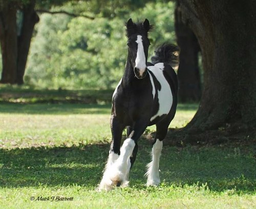 She is a Kuchi x Caymus! She is a Kuchi x Caymus!