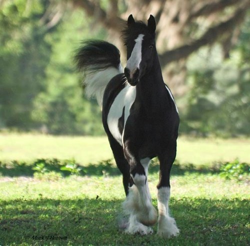 Meet Zoe. She belongs to Wendy.
Meet Zoe. She belongs to Wendy.