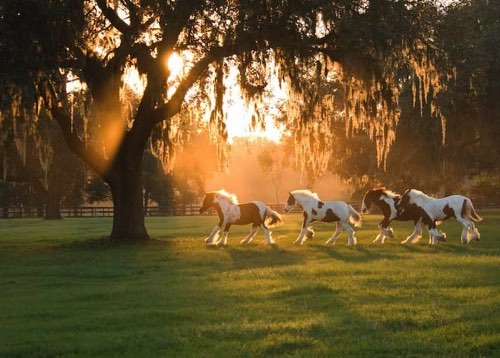 Team Gypsy Vanner!