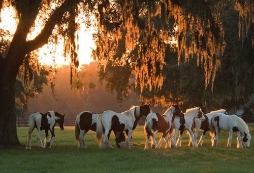 Beautiful Ocala. Beautiful Ocala.