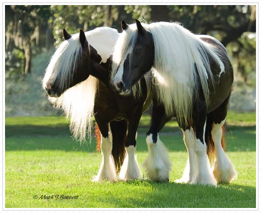 Look at their manes.