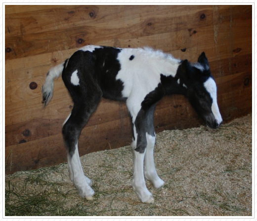 Cutie Pie as a baby.