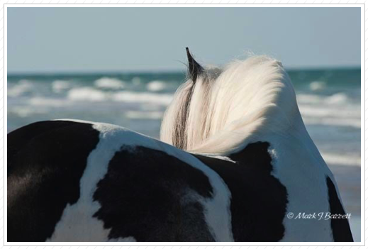 Panda watching the waves.