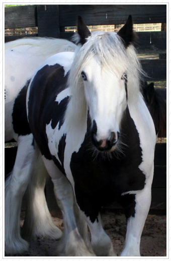 Bette in the round pen.