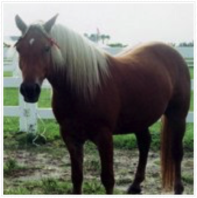 Emmy as a young filly. Emmy as a young filly.