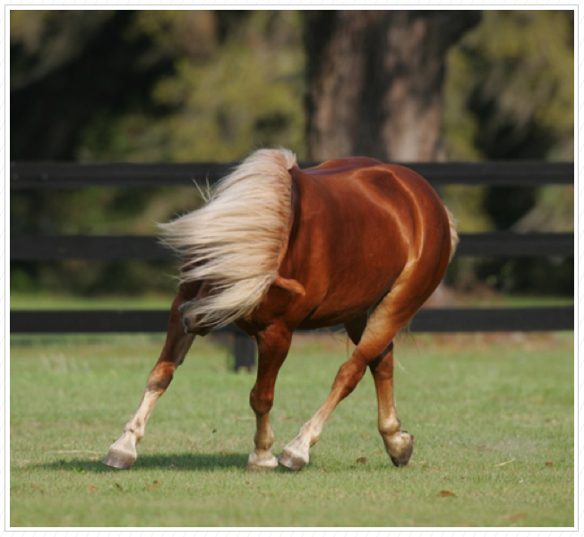 “Time to show my mane off.” “Time to show my mane off.”