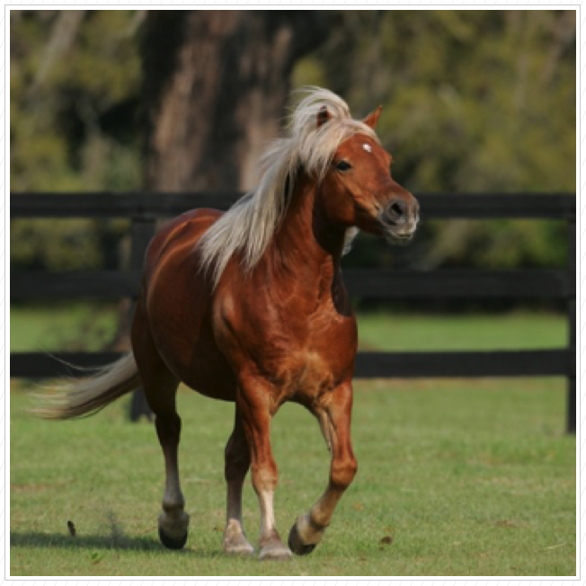 Bill’s favorite horse. Bill’s favorite horse.