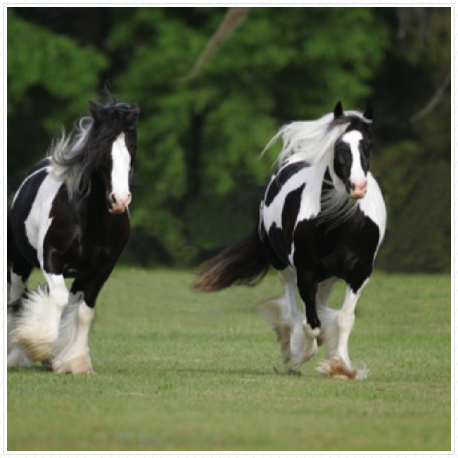 They are both my favorite horses.