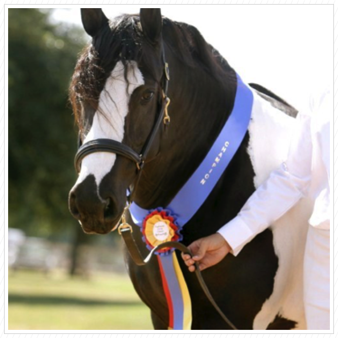 Gypsy Feathered Horse Classic