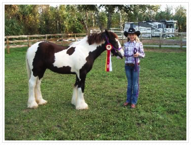 Joy won Reserve Champion at her first show!!!!
