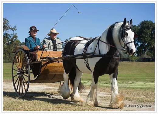 Jasmine at the Ocala Expo.