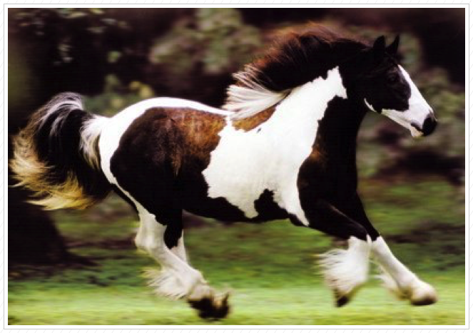 Kuchi is the first Gypsy Vanner born in America!