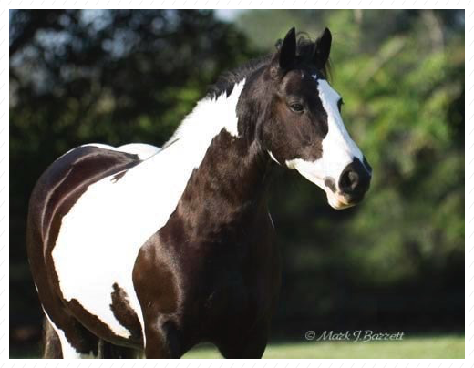 Gorgeous! Gorgeous!
