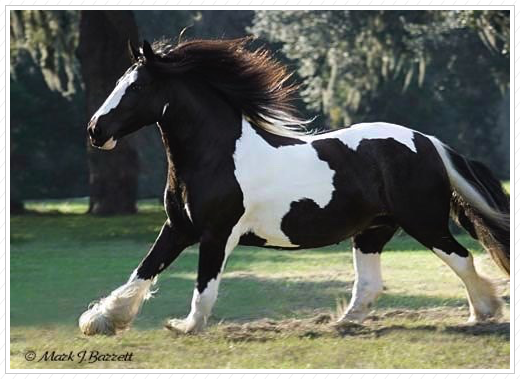 I love her mane. I love her mane.