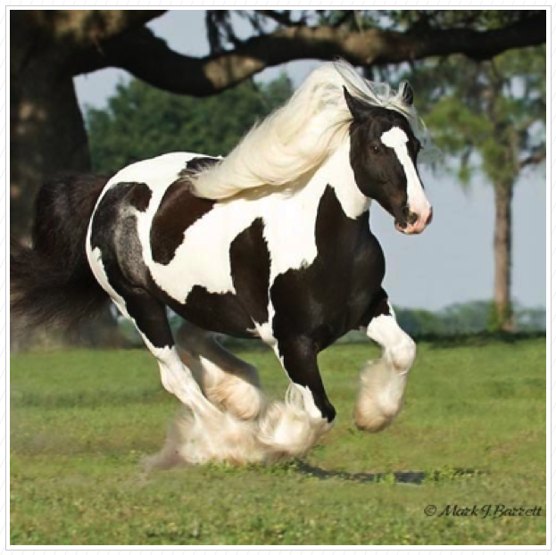 She is fast! She is fast!
