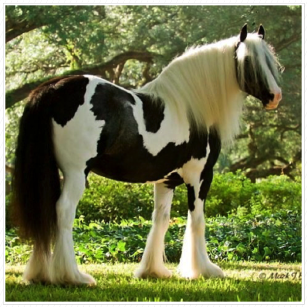 Perfect markings. Perfect markings.