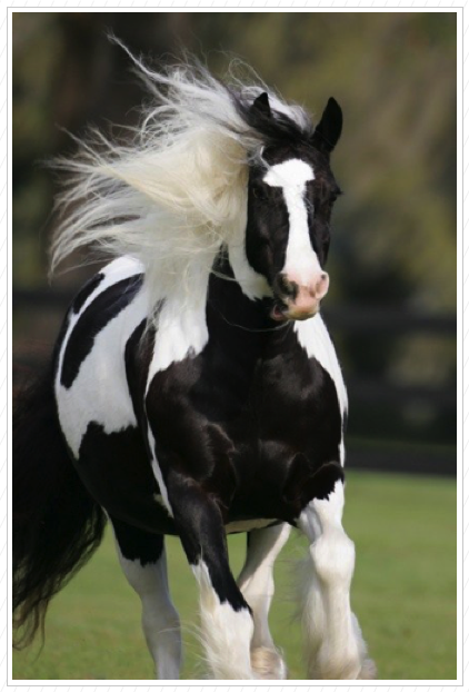 Look at that mane.