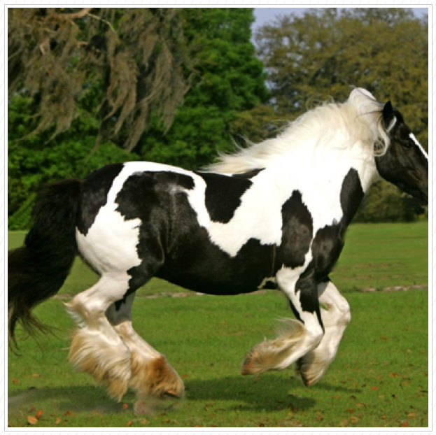 4 hooves off the ground. 4 hooves off the ground.