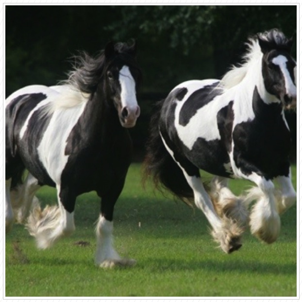 Essy & Panda.
Photo was in Horse Illustrated.