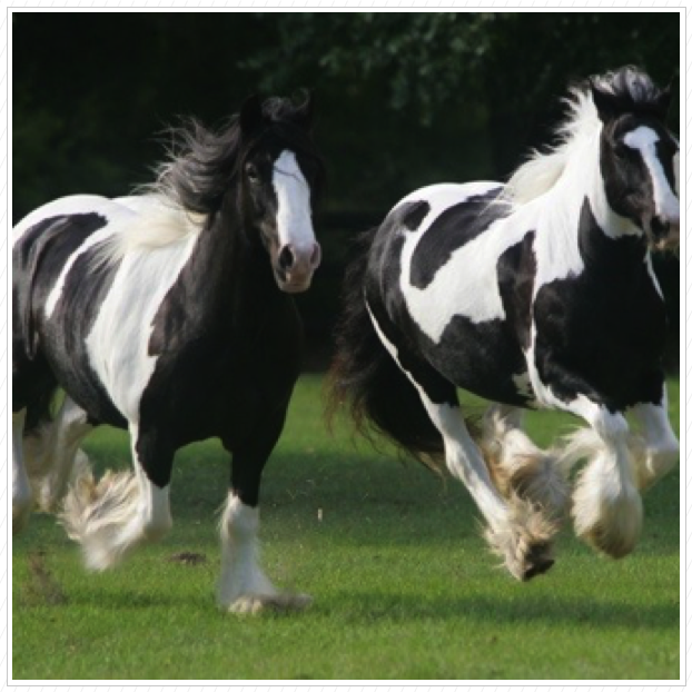 Essy & Panda.
Photo was in Horse Illustrated. Essy & Panda.
Photo was in Horse Illustrated.