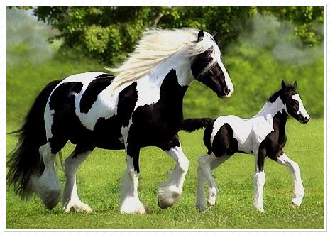 WR Rose Petal (baby) sold to Linda Tweedie. WR Rose Petal (baby) sold to Linda Tweedie.