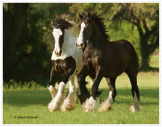 Ella with Grace.
Both are sold to a wonderful home.