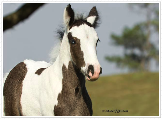 WR Gypsy Magic is sold.