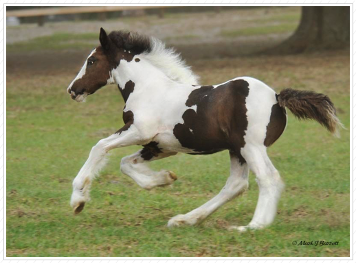 WR Panda Royal is sold.
He is Panda Rose X Royal. WR Panda Royal is sold.
He is Panda Rose X Royal.