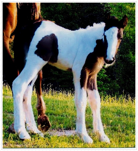 Meet “WR The Kings Curtain Call.”
Sold
Meet “WR The Kings Curtain Call.”
Sold