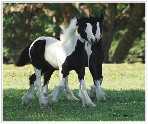 WR Boo is on the left. She is sold.