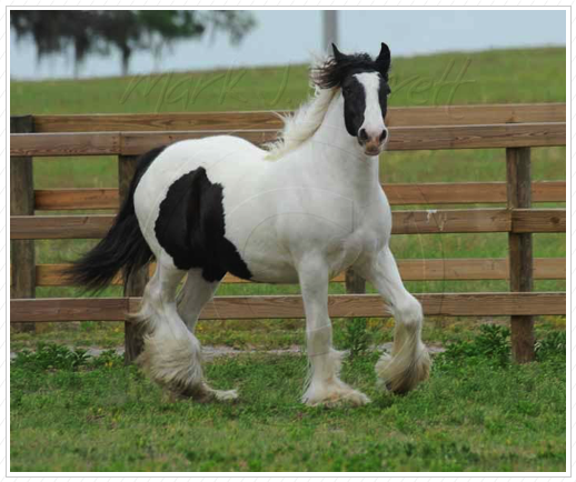 Our WR Lilly is sold. Our WR Lilly is sold.