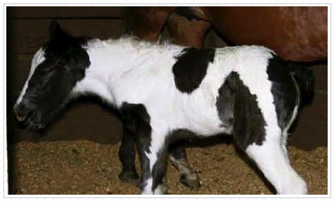 WR Grace was sold as an embryo to Sheri Harlow. See her cute black tail?