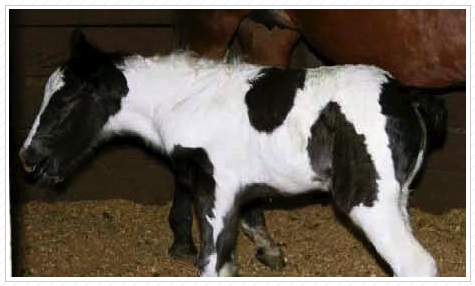WR Grace was sold as an embryo to Sheri Harlow. See her cute black tail? WR Grace was sold as an embryo to Sheri Harlow. See her cute black tail?
