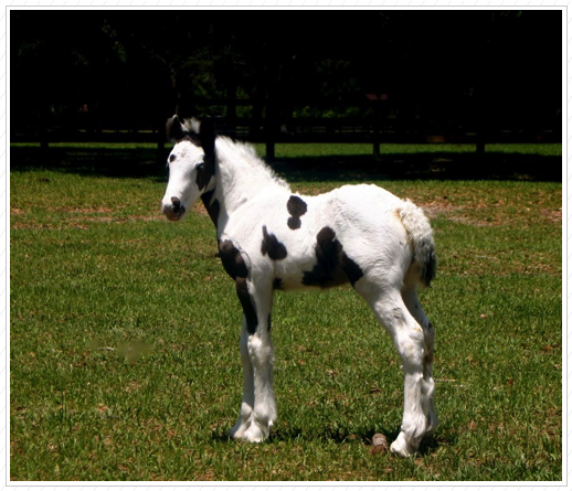 This is WR Prince Navarre. He was also sold as an embryo.
