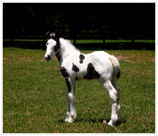 This is WR Prince Navarre. He was also sold as an embryo. This is WR Prince Navarre. He was also sold as an embryo.
