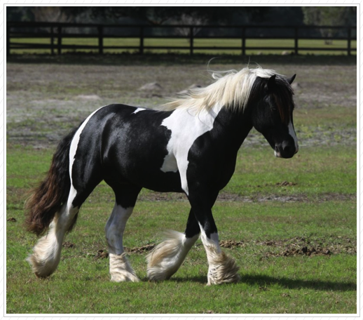WR Scout is sold.
He is a Pilot X Panda. WR Scout is sold.
He is a Pilot X Panda.