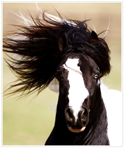 Cuil’s breeding is Latcho Drom X
ER Gypsy. Sold Cuil’s breeding is Latcho Drom X
ER Gypsy. Sold