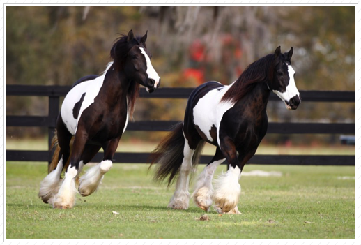 WR Zoe (on left) sold. Photos is with her mother, Kuchi.