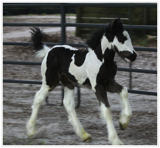 He is a Chauvani X Pilot baby.