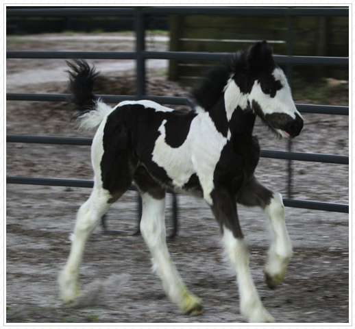 He is a Chauvani X Pilot baby. He is a Chauvani X Pilot baby.