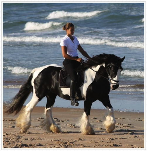 We will miss Kuchi.
3rd Level Dressage. We will miss Kuchi.
3rd Level Dressage.