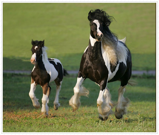 Briella with her mother Rani. She is sold.
Rani X Caymus.