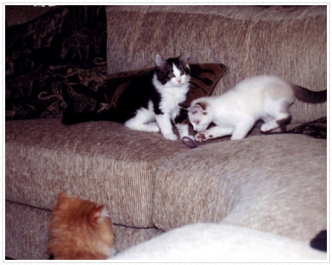 Barn cats visit the house. Barn cats visit the house.