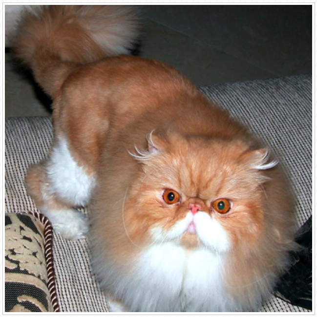 Before the haircut! Before the haircut!