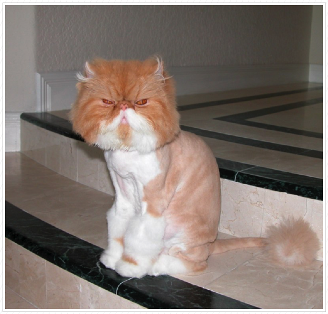 After the haircut! After the haircut!